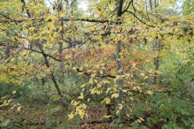 Dorpsbos Biddinghuizen in herfstkleuren 1/2