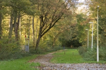 Dorpsbos Biddinghuizen in herfstkleuren 1/2