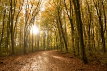 Dorpsbos Biddinghuizen in herfstkleuren 1/2