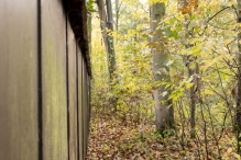 Dorpsbos Biddinghuizen in herfstkleuren 1/2