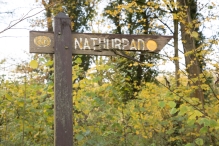 Dorpsbos Biddinghuizen in herfstkleuren 1/2