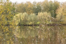 Dorpsbos Biddinghuizen in herfstkleuren 1/2