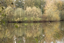 Dorpsbos Biddinghuizen in herfstkleuren 1/2