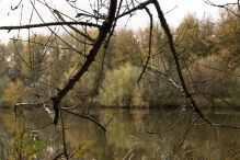 Dorpsbos Biddinghuizen in herfstkleuren 1/2