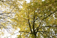 Dorpsbos Biddinghuizen in herfstkleuren 1/2
