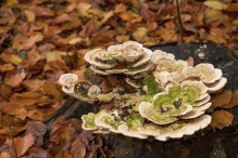 Dorpsbos Biddinghuizen in herfstkleuren 1/2