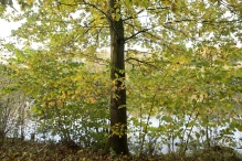 Dorpsbos Biddinghuizen in herfstkleuren 1/2