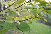 Dorpsbos Biddinghuizen in herfstkleuren 1/2