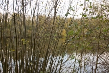 Dorpsbos Biddinghuizen in herfstkleuren 1/2