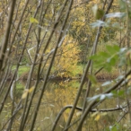 Dorpsbos Biddinghuizen in herfstkleuren 1/2