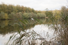 Dorpsbos Biddinghuizen in herfstkleuren 1/2