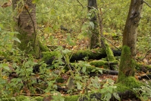 Dorpsbos Biddinghuizen in herfstkleuren 1/2