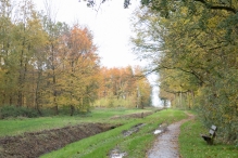 Dorpsbos Biddinghuizen in herfstkleuren 1/2