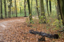Dorpsbos Biddinghuizen in herfstkleuren 1/2