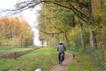 Dorpsbos Biddinghuizen in herfstkleuren 2/2