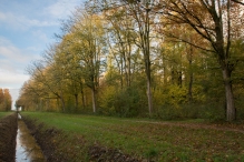 Dorpsbos Biddinghuizen in herfstkleuren 2/2