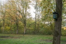 Dorpsbos Biddinghuizen in herfstkleuren 2/2