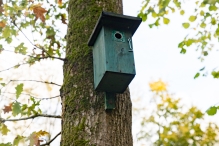 Dorpsbos Biddinghuizen in herfstkleuren 2/2