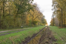 Dorpsbos Biddinghuizen in herfstkleuren 2/2