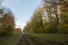 Dorpsbos Biddinghuizen in herfstkleuren 2/2
