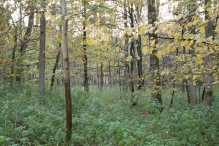 Dorpsbos Biddinghuizen in herfstkleuren 2/2