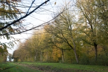 Dorpsbos Biddinghuizen in herfstkleuren 2/2