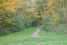 Dorpsbos Biddinghuizen in herfstkleuren 2/2
