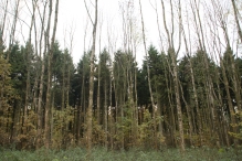 Dorpsbos Biddinghuizen in herfstkleuren 2/2