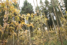 Dorpsbos Biddinghuizen in herfstkleuren 2/2