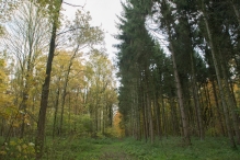 Dorpsbos Biddinghuizen in herfstkleuren 2/2