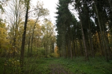 Dorpsbos Biddinghuizen in herfstkleuren 2/2