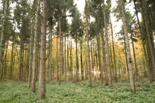 Dorpsbos Biddinghuizen in herfstkleuren 2/2