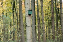 Dorpsbos Biddinghuizen in herfstkleuren 2/2