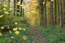 Dorpsbos Biddinghuizen in herfstkleuren 2/2