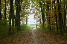 Dorpsbos Biddinghuizen in herfstkleuren 1/2