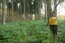 Dorpsbos Biddinghuizen in herfstkleuren 2/2
