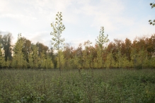 Dorpsbos Biddinghuizen in herfstkleuren 2/2