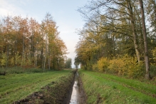 Dorpsbos Biddinghuizen in herfstkleuren 2/2