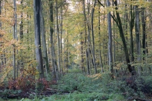 Dorpsbos Biddinghuizen in herfstkleuren 2/2