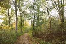 Dorpsbos Biddinghuizen in herfstkleuren 2/2