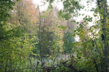 Dorpsbos Biddinghuizen in herfstkleuren 2/2
