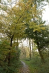 Dorpsbos Biddinghuizen in herfstkleuren 2/2