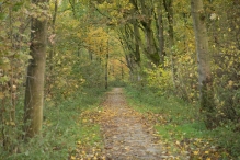 Dorpsbos Biddinghuizen in herfstkleuren 2/2
