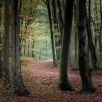 Dorpsbos Biddinghuizen in herfstkleuren 1/2
