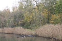 Dorpsbos Biddinghuizen in herfstkleuren 2/2