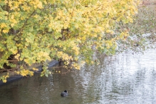 Dorpsbos Biddinghuizen in herfstkleuren 2/2