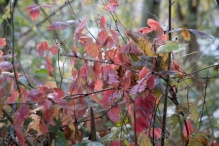 Dorpsbos Biddinghuizen in herfstkleuren 2/2