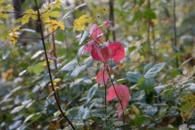 Dorpsbos Biddinghuizen in herfstkleuren 2/2
