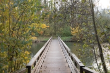 Dorpsbos Biddinghuizen in herfstkleuren 2/2