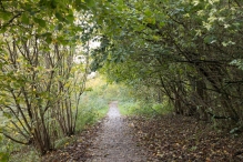 Dorpsbos Biddinghuizen in herfstkleuren 2/2